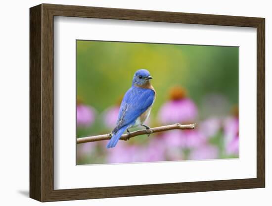 Eastern Bluebird Male on Perch, Marion, Illinois, Usa-Richard ans Susan Day-Framed Photographic Print