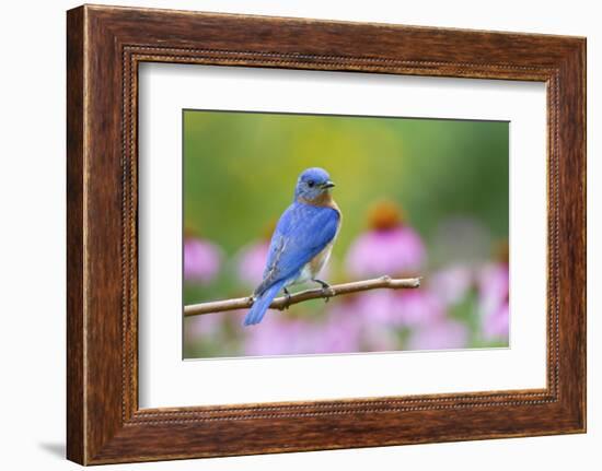 Eastern Bluebird Male on Perch, Marion, Illinois, Usa-Richard ans Susan Day-Framed Photographic Print