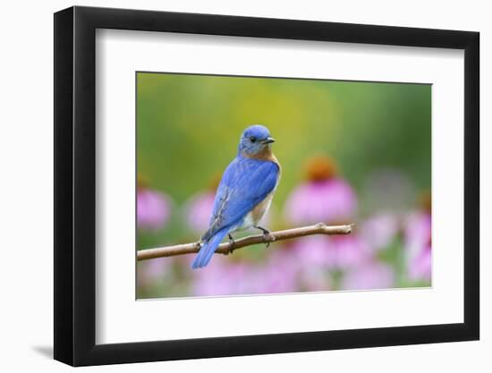 Eastern Bluebird Male on Perch, Marion, Illinois, Usa-Richard ans Susan Day-Framed Photographic Print