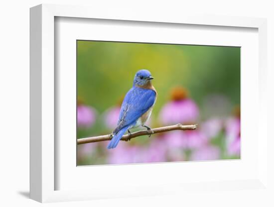 Eastern Bluebird Male on Perch, Marion, Illinois, Usa-Richard ans Susan Day-Framed Photographic Print