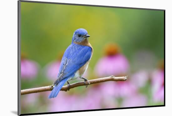 Eastern Bluebird Male on Perch, Marion, Illinois, Usa-Richard ans Susan Day-Mounted Photographic Print