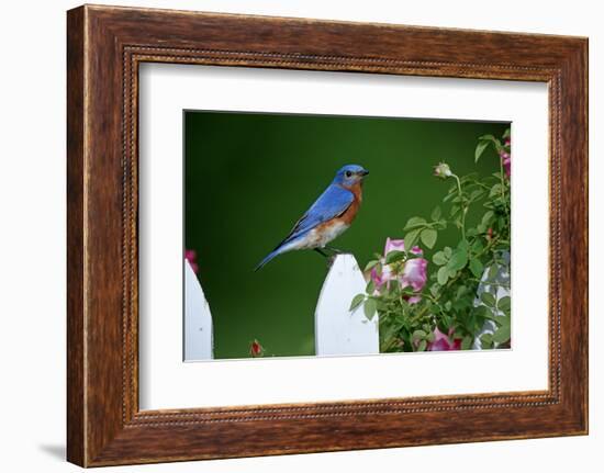 Eastern Bluebird Male on Picket Fence Near Pink Rose Bush Marion County, Illinois-Richard and Susan Day-Framed Photographic Print