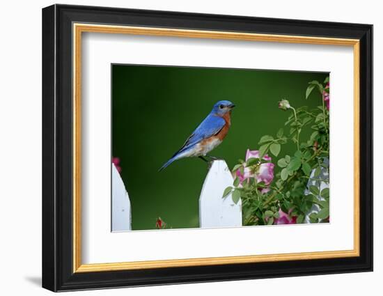 Eastern Bluebird Male on Picket Fence Near Pink Rose Bush Marion County, Illinois-Richard and Susan Day-Framed Photographic Print