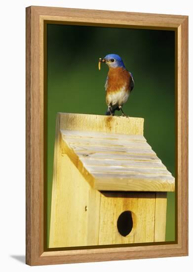 Eastern Bluebird Male with Mealworms at Nestbox Marion County, Illinois-Richard and Susan Day-Framed Premier Image Canvas