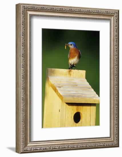 Eastern Bluebird Male with Mealworms at Nestbox Marion County, Illinois-Richard and Susan Day-Framed Photographic Print