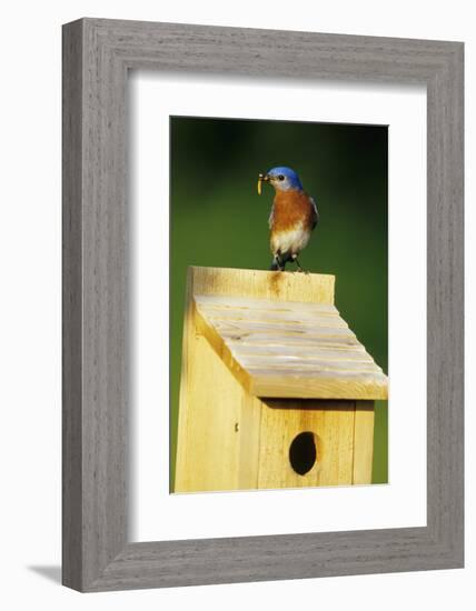 Eastern Bluebird Male with Mealworms at Nestbox Marion County, Illinois-Richard and Susan Day-Framed Photographic Print