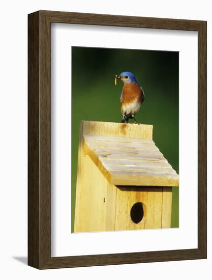 Eastern Bluebird Male with Mealworms at Nestbox Marion County, Illinois-Richard and Susan Day-Framed Photographic Print