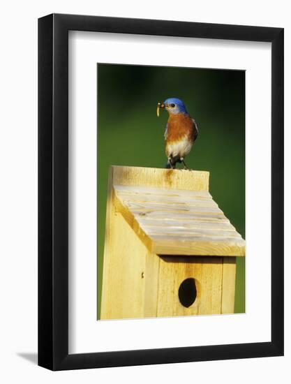 Eastern Bluebird Male with Mealworms at Nestbox Marion County, Illinois-Richard and Susan Day-Framed Photographic Print