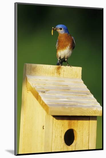 Eastern Bluebird Male with Mealworms at Nestbox Marion County, Illinois-Richard and Susan Day-Mounted Photographic Print