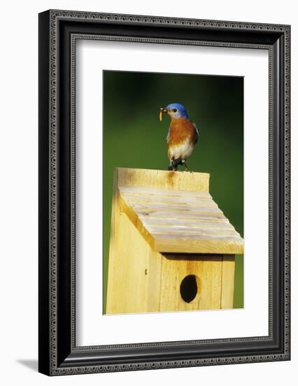 Eastern Bluebird Male with Mealworms at Nestbox Marion County, Illinois-Richard and Susan Day-Framed Photographic Print