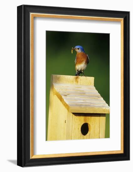 Eastern Bluebird Male with Mealworms at Nestbox Marion County, Illinois-Richard and Susan Day-Framed Photographic Print