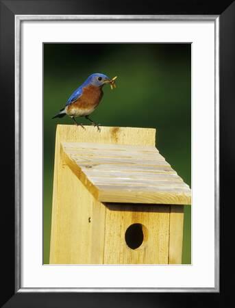 Eastern Bluebird Male With Mealworms At Nestbox Marion Il