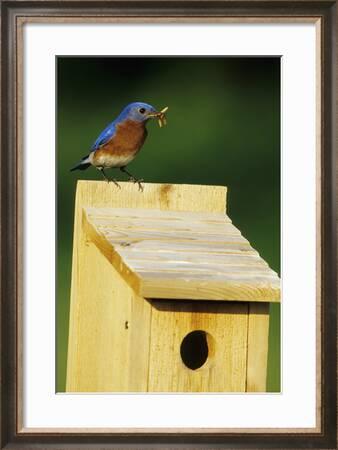 Eastern Bluebird Male With Mealworms At Nestbox Marion Il