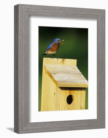 Eastern Bluebird Male with Mealworms at Nestbox Marion, Il-Richard and Susan Day-Framed Photographic Print