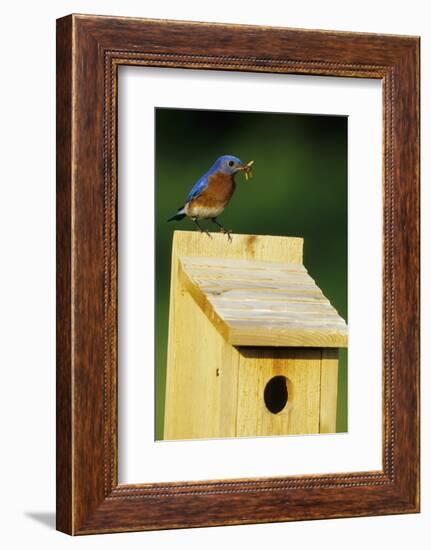 Eastern Bluebird Male with Mealworms at Nestbox Marion, Il-Richard and Susan Day-Framed Photographic Print