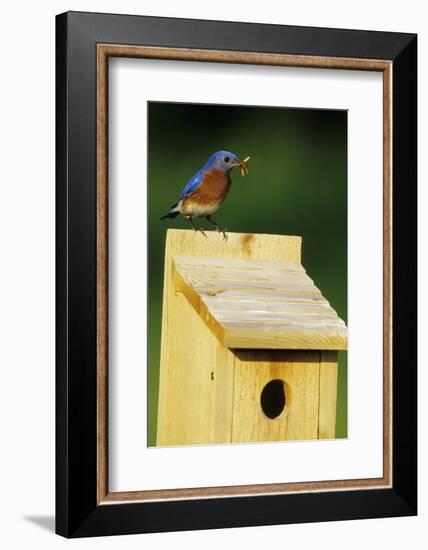 Eastern Bluebird Male with Mealworms at Nestbox Marion, Il-Richard and Susan Day-Framed Photographic Print
