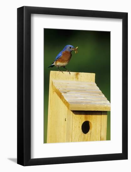 Eastern Bluebird Male with Mealworms at Nestbox Marion, Il-Richard and Susan Day-Framed Photographic Print