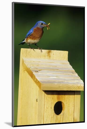 Eastern Bluebird Male with Mealworms at Nestbox Marion, Il-Richard and Susan Day-Mounted Photographic Print