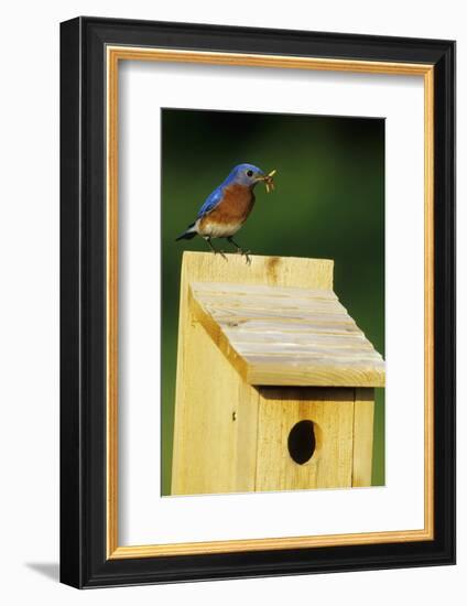 Eastern Bluebird Male with Mealworms at Nestbox Marion, Il-Richard and Susan Day-Framed Photographic Print