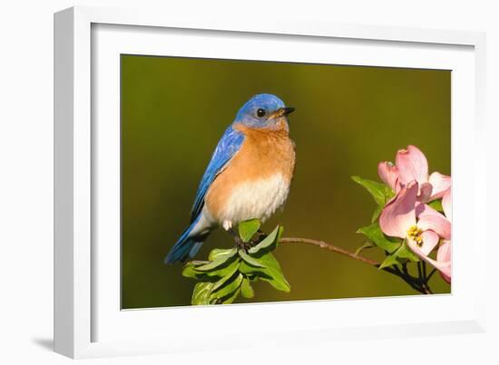 Eastern Bluebird Male-null-Framed Photographic Print