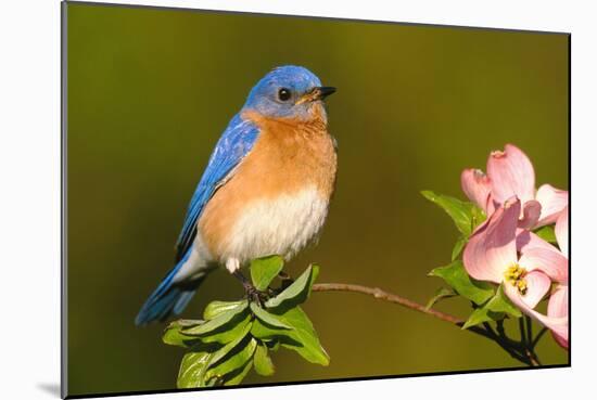 Eastern Bluebird Male-null-Mounted Photographic Print