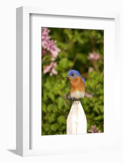 Eastern Bluebird on Picket Fence, Marion, Illinois, Usa-Richard ans Susan Day-Framed Photographic Print