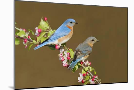 Eastern Bluebird Pair-null-Mounted Photographic Print