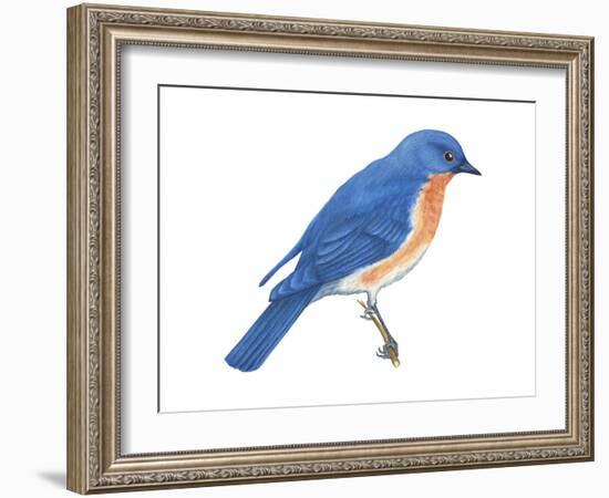 Eastern Bluebird (Sialia Sialis), Birds-Encyclopaedia Britannica-Framed Art Print