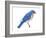 Eastern Bluebird (Sialia Sialis), Birds-Encyclopaedia Britannica-Framed Art Print