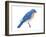 Eastern Bluebird (Sialia Sialis), Birds-Encyclopaedia Britannica-Framed Art Print