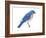 Eastern Bluebird (Sialia Sialis), Birds-Encyclopaedia Britannica-Framed Art Print