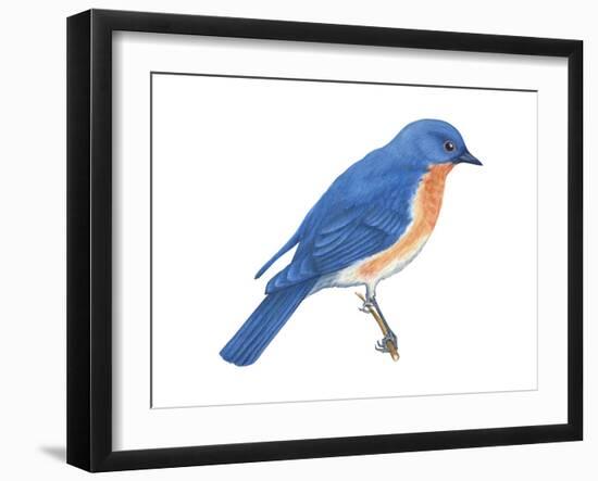 Eastern Bluebird (Sialia Sialis), Birds-Encyclopaedia Britannica-Framed Art Print