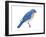 Eastern Bluebird (Sialia Sialis), Birds-Encyclopaedia Britannica-Framed Art Print