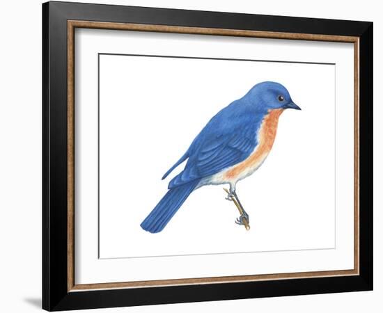 Eastern Bluebird (Sialia Sialis), Birds-Encyclopaedia Britannica-Framed Art Print