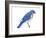 Eastern Bluebird (Sialia Sialis), Birds-Encyclopaedia Britannica-Framed Art Print