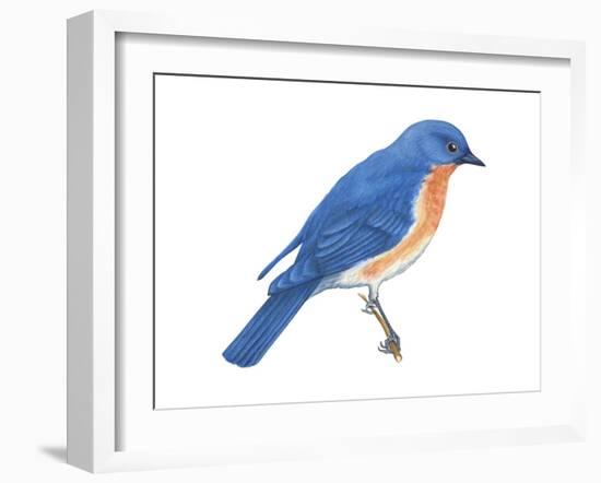 Eastern Bluebird (Sialia Sialis), Birds-Encyclopaedia Britannica-Framed Art Print