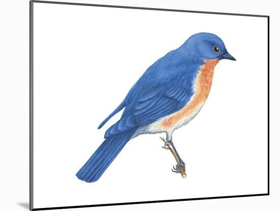 Eastern Bluebird (Sialia Sialis), Birds-Encyclopaedia Britannica-Mounted Art Print