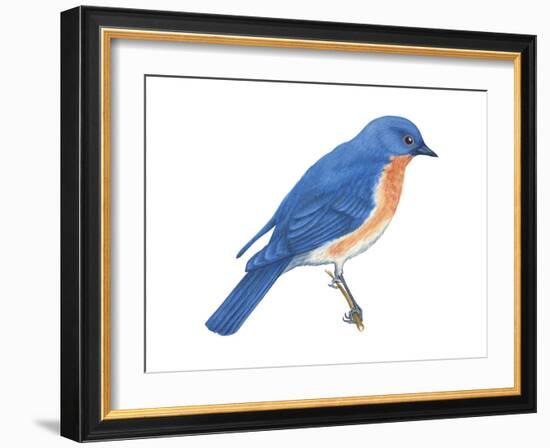 Eastern Bluebird (Sialia Sialis), Birds-Encyclopaedia Britannica-Framed Art Print