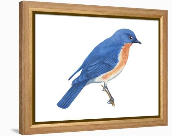 Eastern Bluebird (Sialia Sialis), Birds-Encyclopaedia Britannica-Framed Stretched Canvas