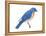 Eastern Bluebird (Sialia Sialis), Birds-Encyclopaedia Britannica-Framed Stretched Canvas