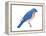 Eastern Bluebird (Sialia Sialis), Birds-Encyclopaedia Britannica-Framed Stretched Canvas