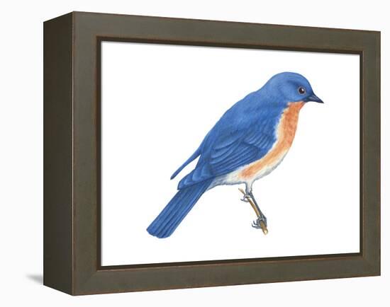 Eastern Bluebird (Sialia Sialis), Birds-Encyclopaedia Britannica-Framed Stretched Canvas