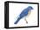 Eastern Bluebird (Sialia Sialis), Birds-Encyclopaedia Britannica-Framed Stretched Canvas