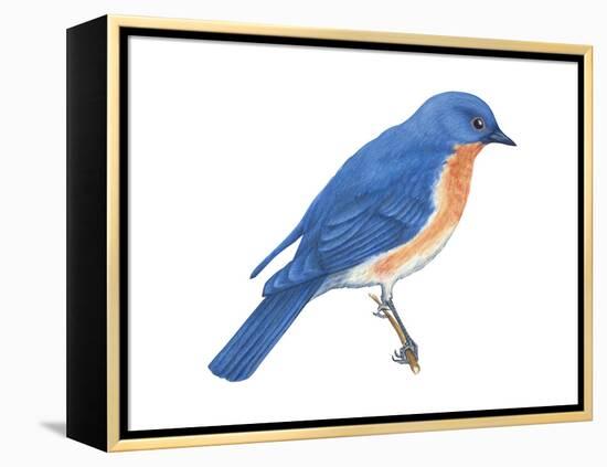 Eastern Bluebird (Sialia Sialis), Birds-Encyclopaedia Britannica-Framed Stretched Canvas