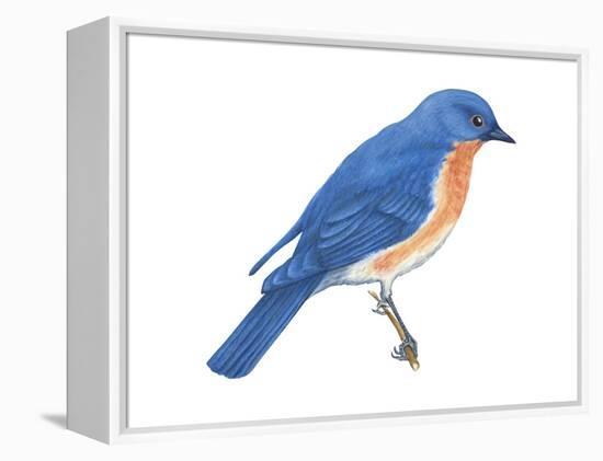 Eastern Bluebird (Sialia Sialis), Birds-Encyclopaedia Britannica-Framed Stretched Canvas