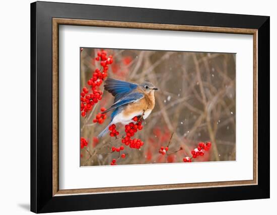 Eastern bluebird spreading wings for balance, New York-Marie Read-Framed Photographic Print
