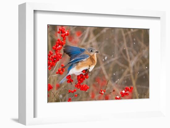 Eastern bluebird spreading wings for balance, New York-Marie Read-Framed Photographic Print