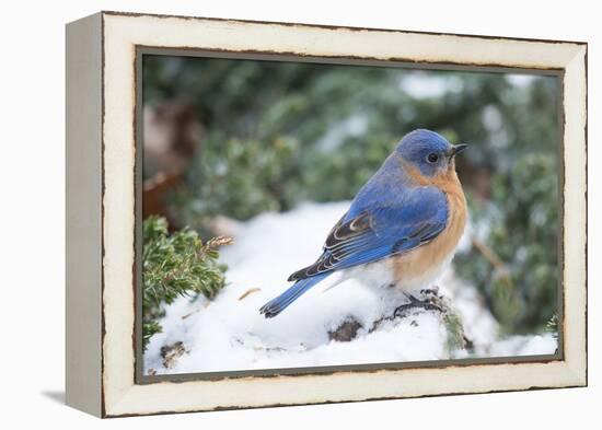 Eastern Bluebird-Gary Carter-Framed Premier Image Canvas