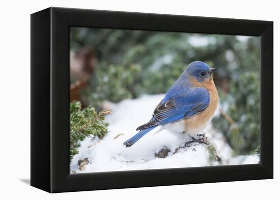 Eastern Bluebird-Gary Carter-Framed Premier Image Canvas