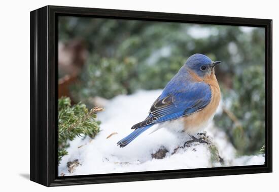 Eastern Bluebird-Gary Carter-Framed Premier Image Canvas